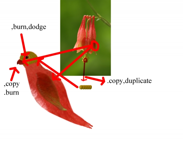 Creation of birds in love...: Step 3